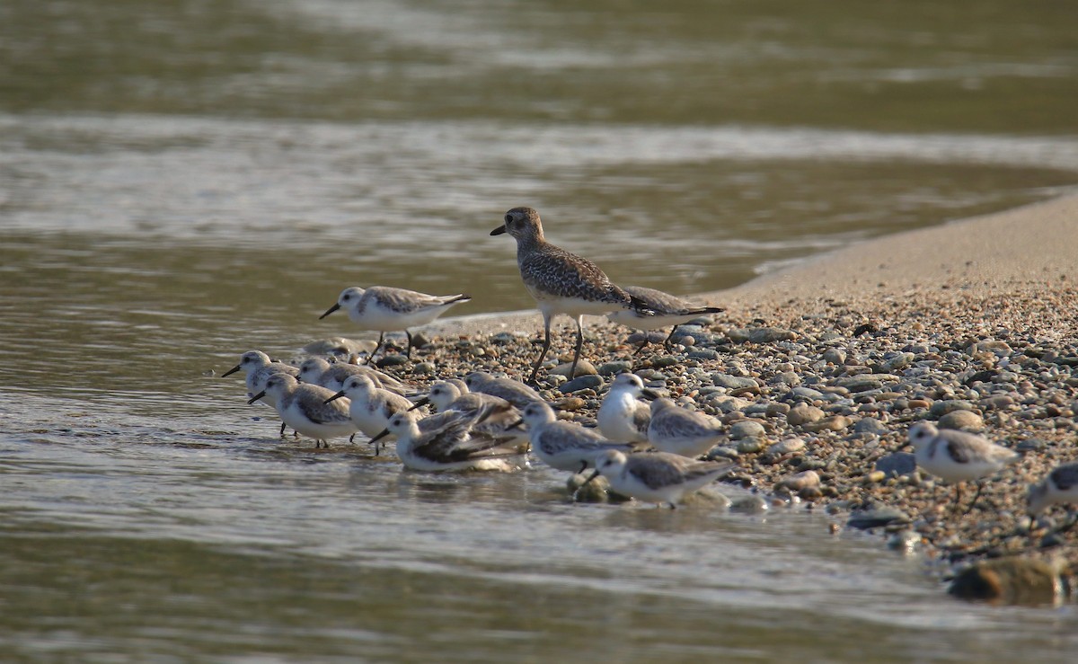 Black-bellied Plover - ML217156751
