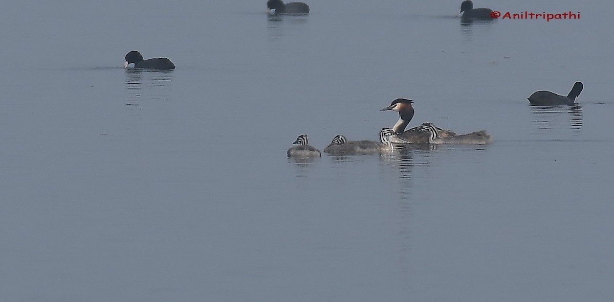 Great Crested Grebe - ML217156771