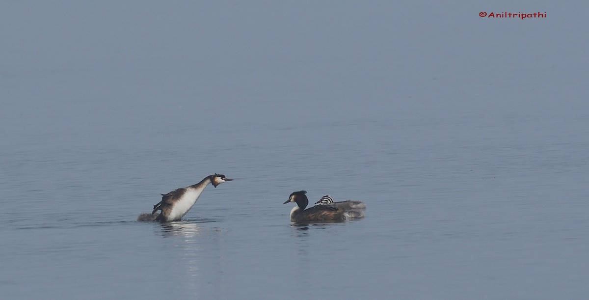 Great Crested Grebe - ML217156791