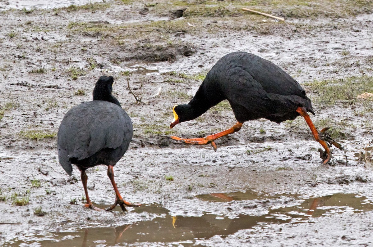 Giant Coot - Lars Petersson | My World of Bird Photography