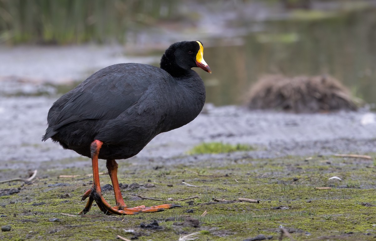 Giant Coot - Lars Petersson | My World of Bird Photography