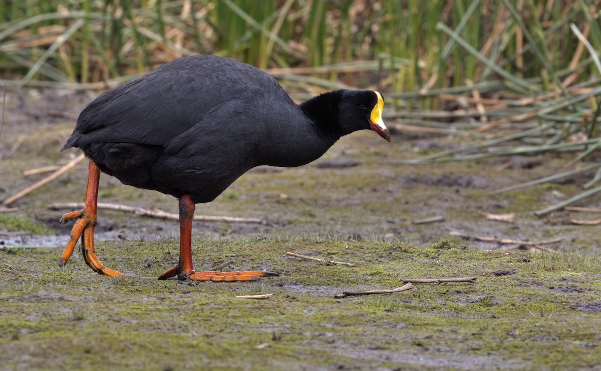 Giant Coot - Lars Petersson | My World of Bird Photography