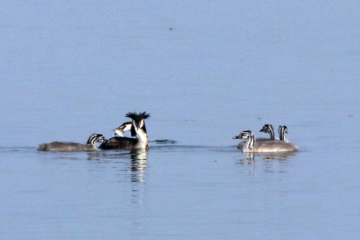 Great Crested Grebe - ML217157101