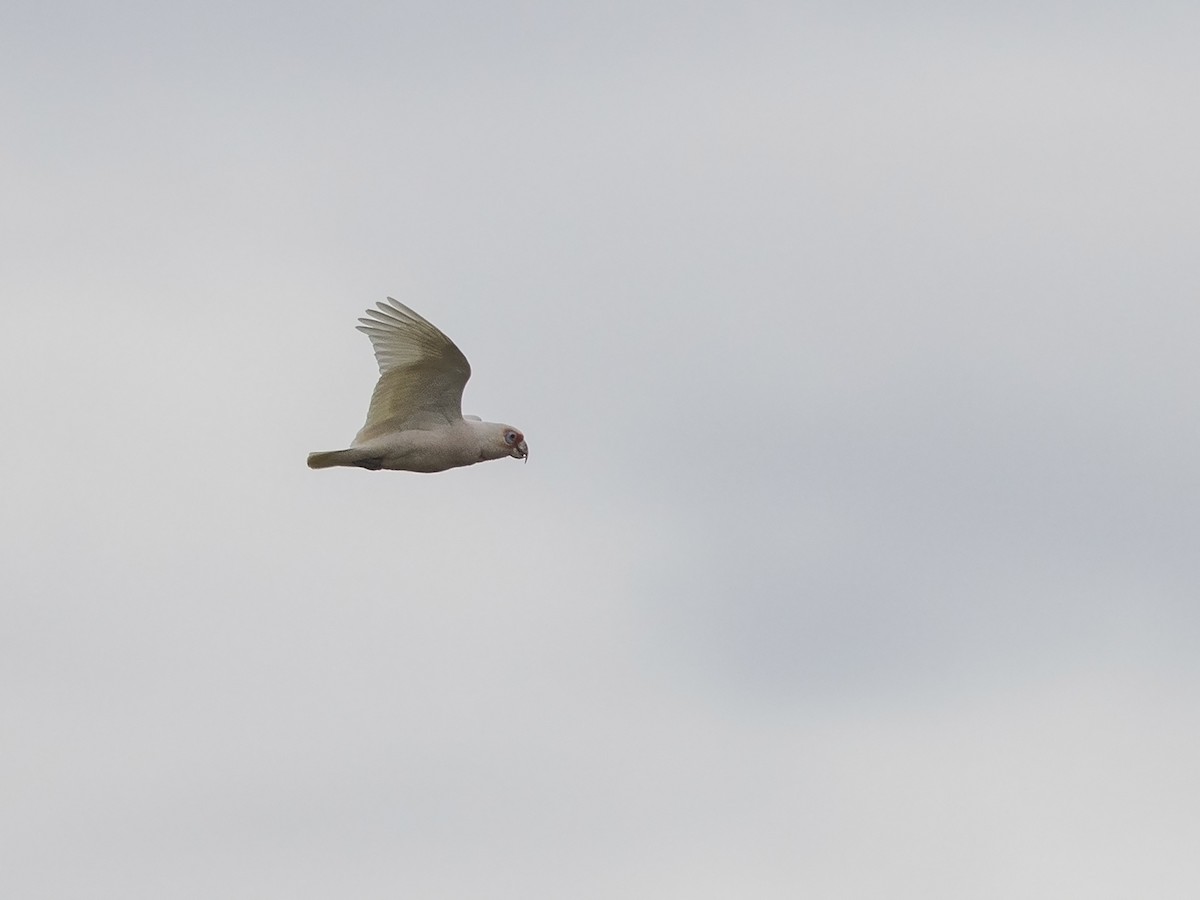 Long-billed Corella - ML217157111