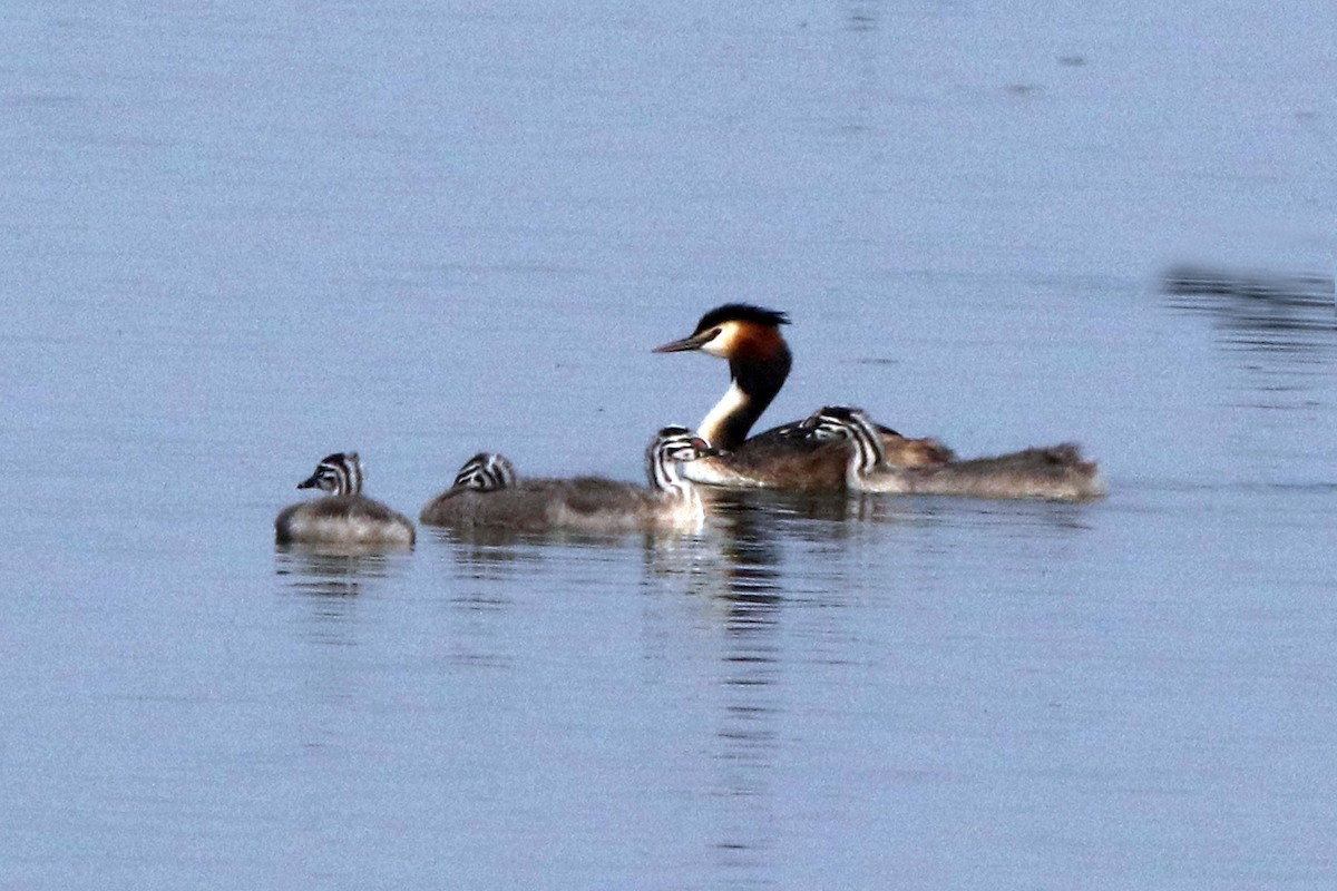 Great Crested Grebe - ML217157151