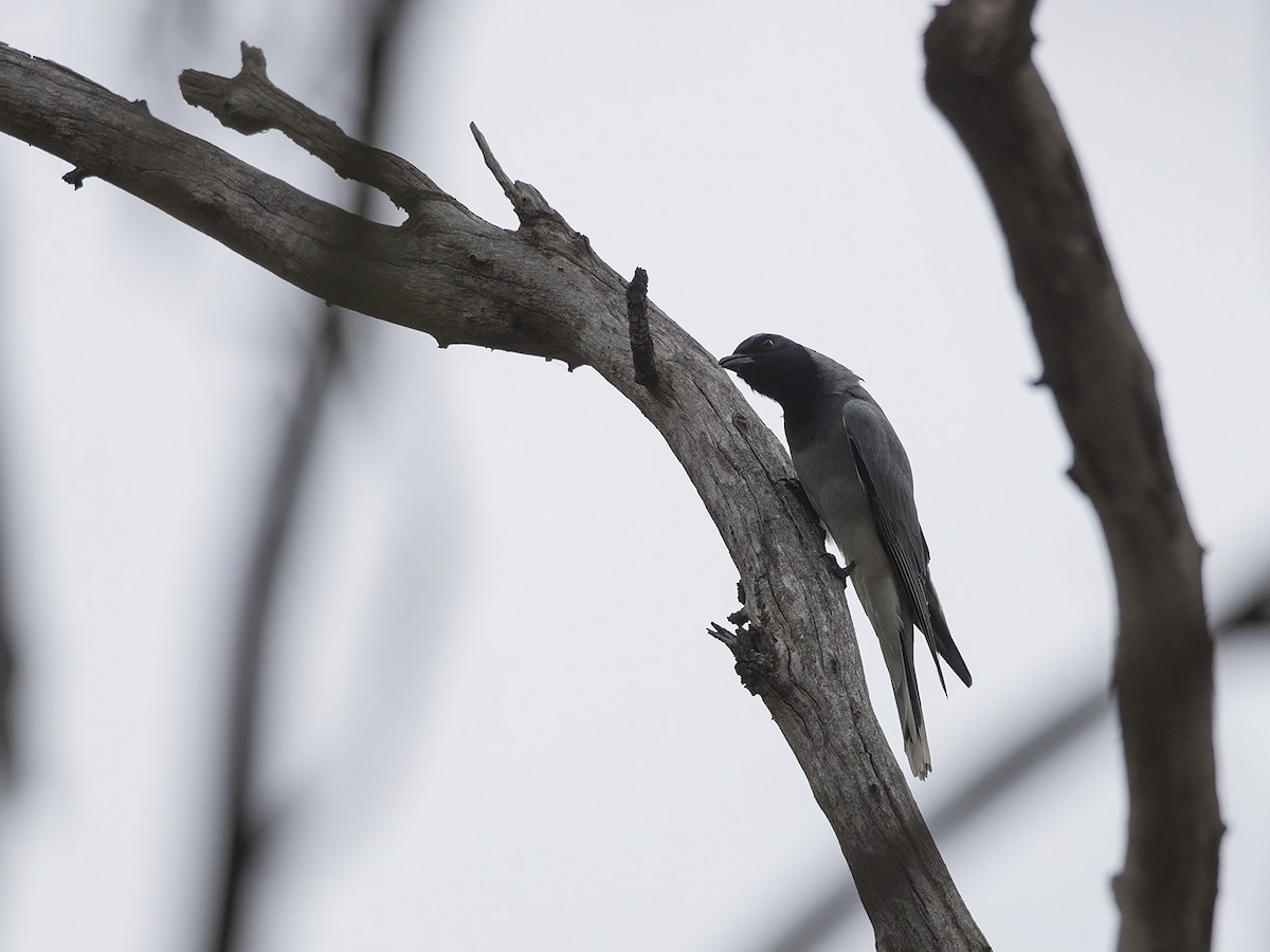 Black-faced Cuckooshrike - ML217157161