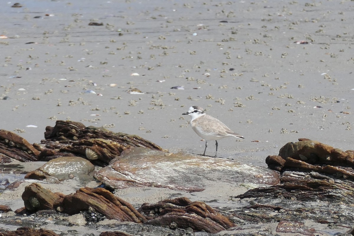 White-fronted Plover - ML217157691