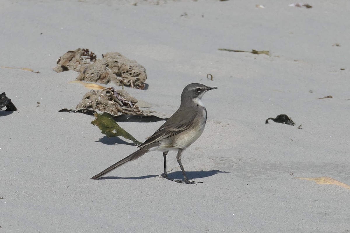 Cape Wagtail - ML217157711