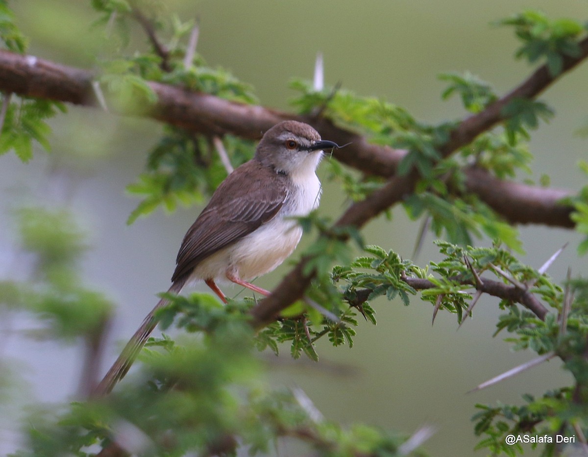 Pale Prinia - ML217157781