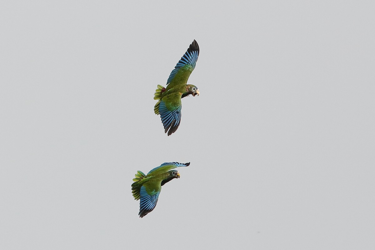 Yellow-billed Parrot - ML217159481