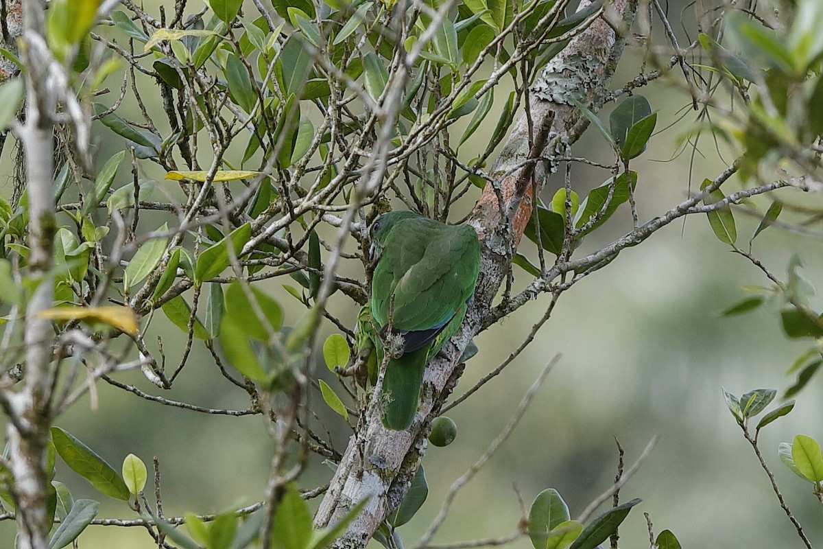 ハシグロボウシインコ - ML217159511