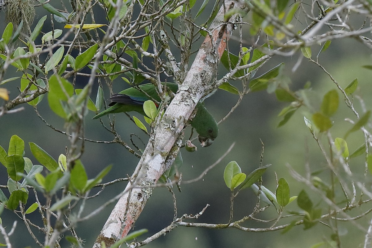 Black-billed Parrot - Holger Teichmann