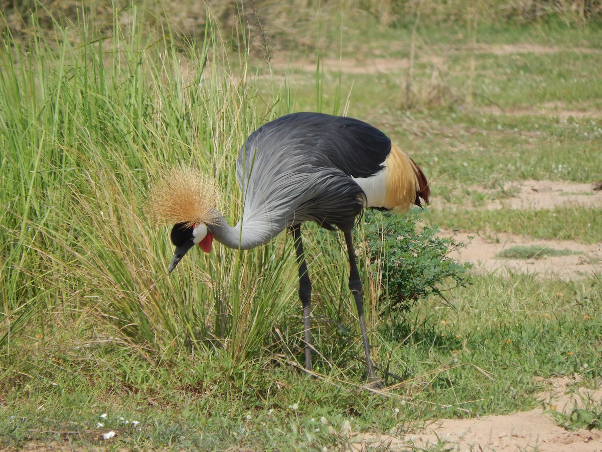 Gray Crowned-Crane - ML217160061