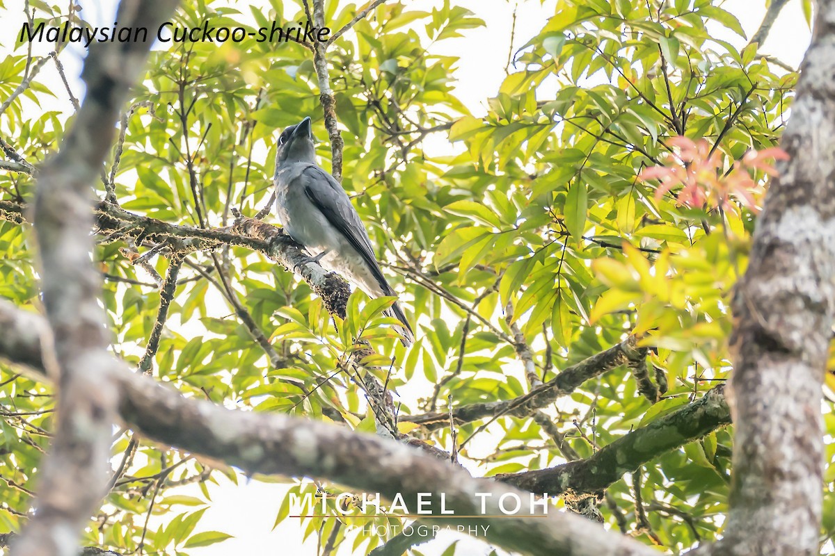 Malayan Cuckooshrike - ML217160311