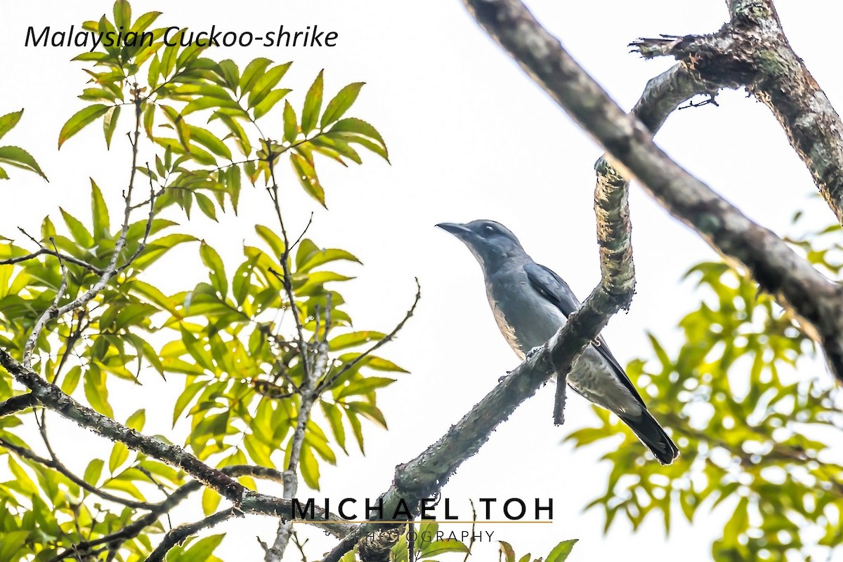 Malayan Cuckooshrike - ML217160321
