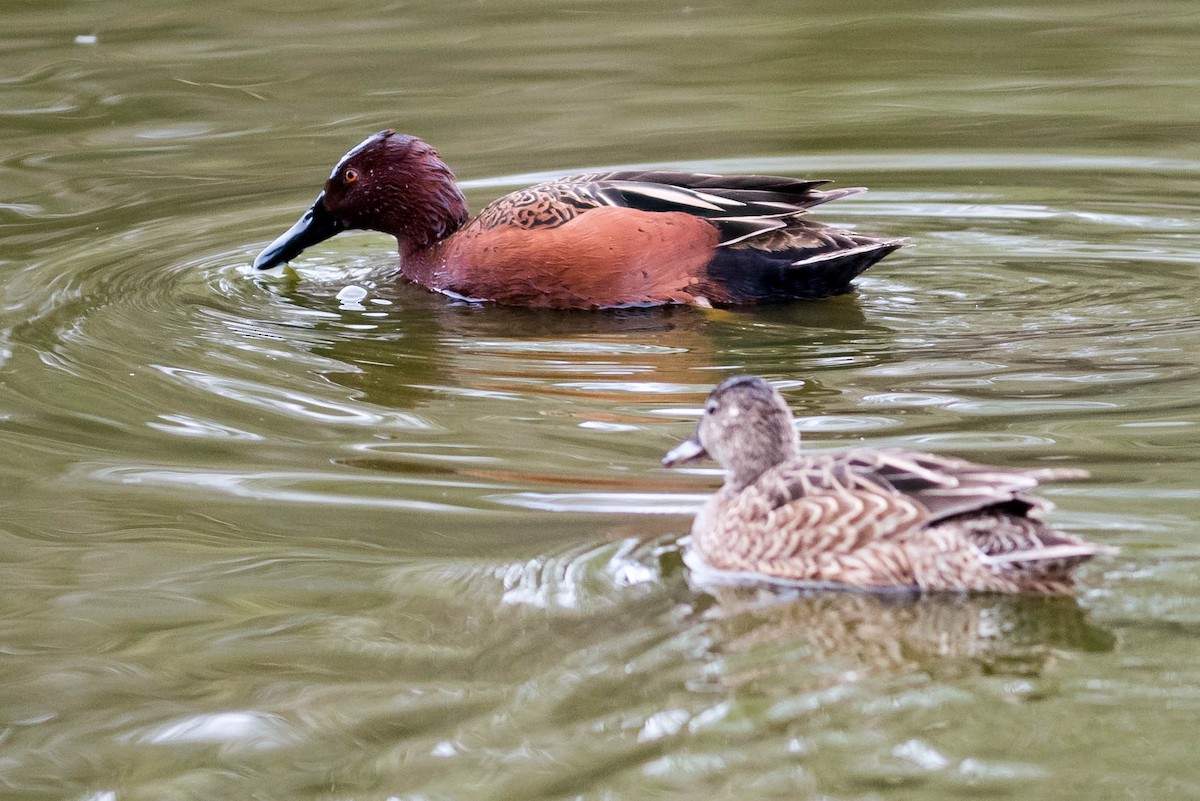 Alzavola cannella - ML217160531