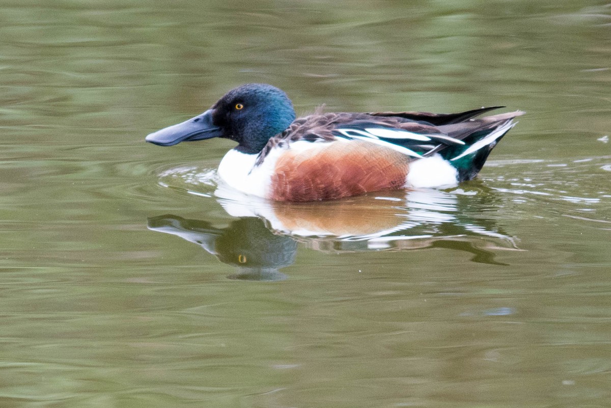 Mestolone - ML217160561