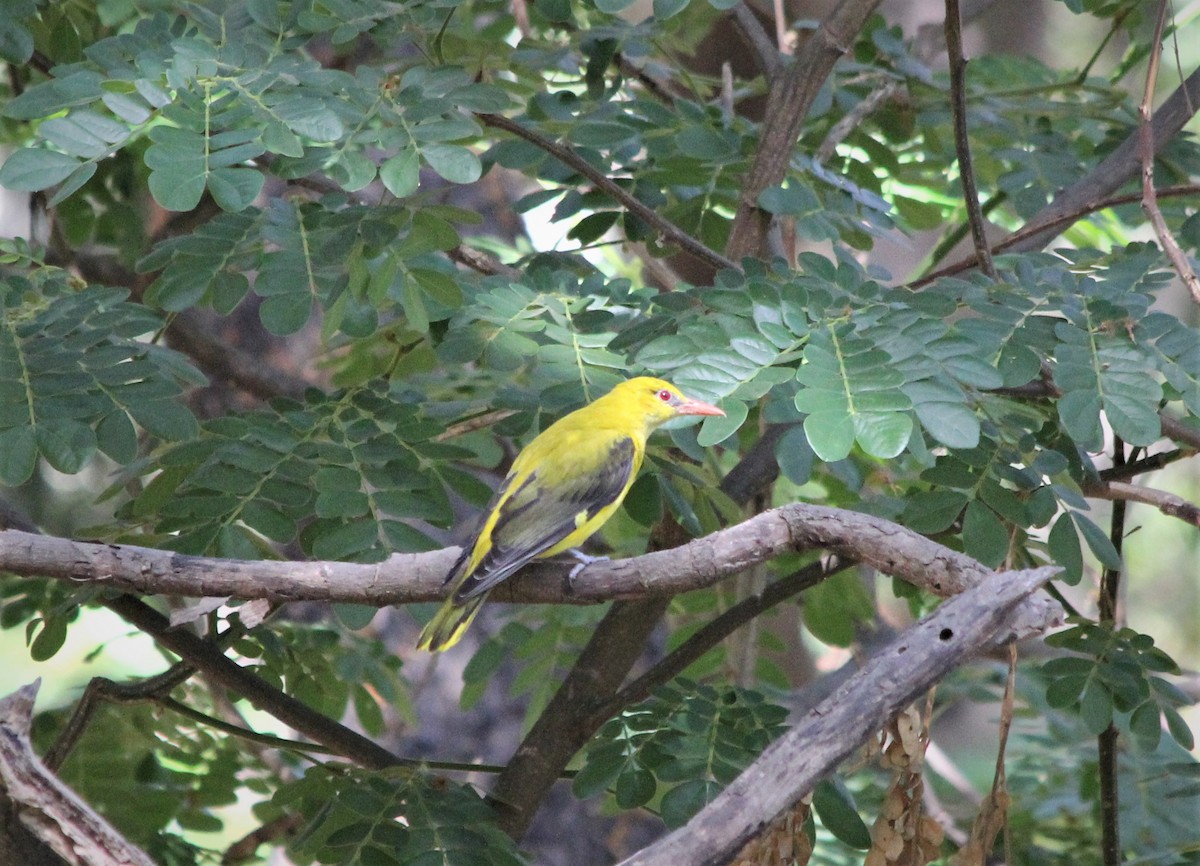 Indian Golden Oriole - Dhruba  Saikia