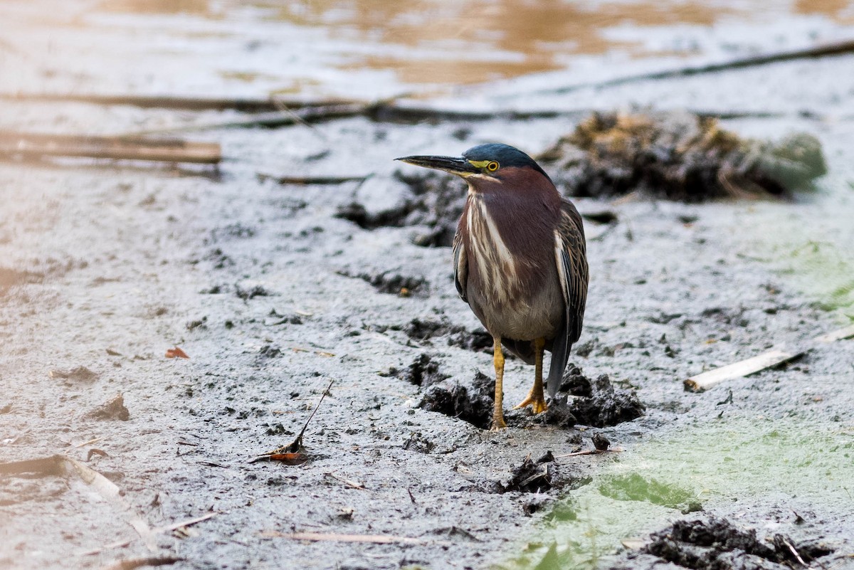Airone verde - ML217160791