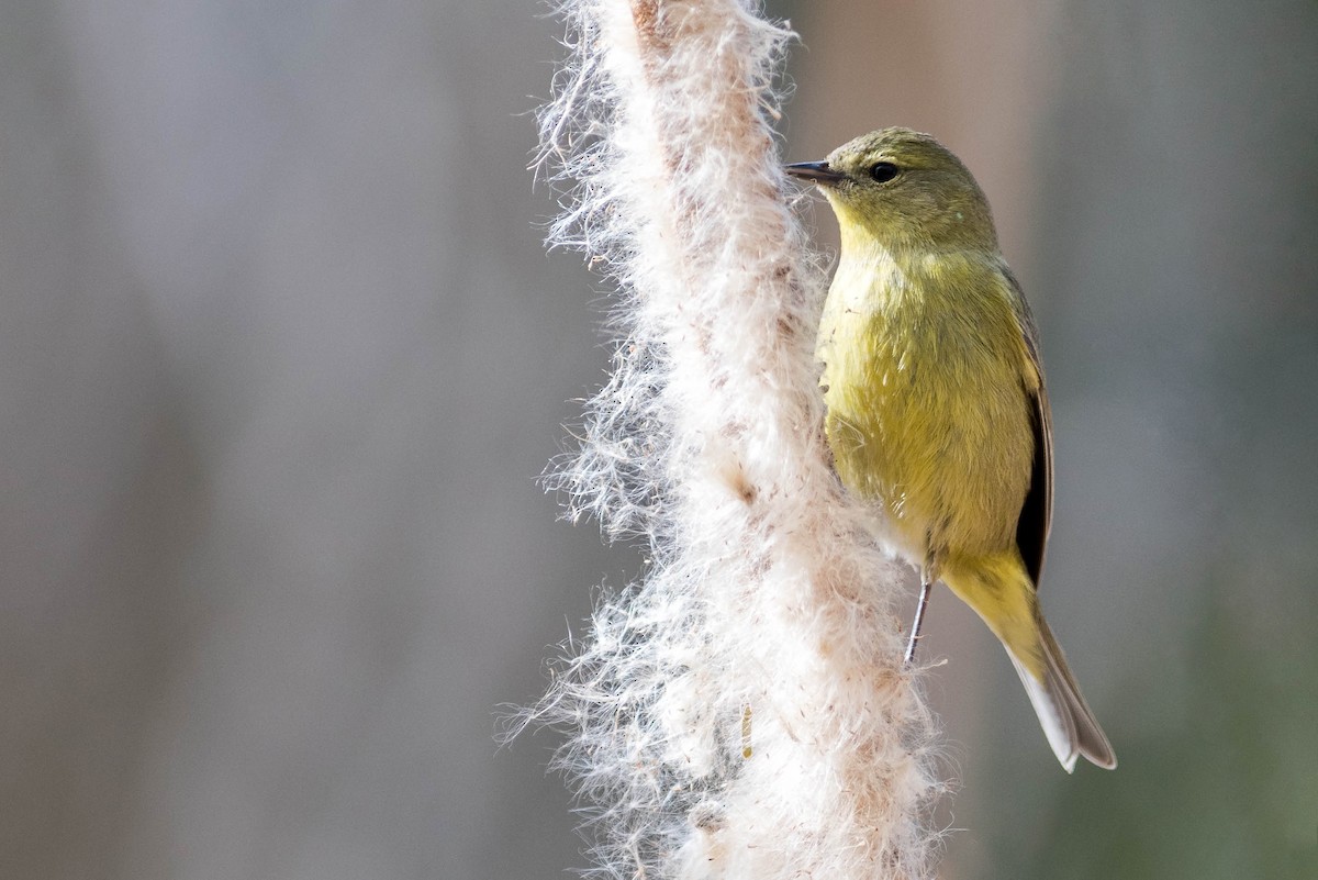 Orange-crowned Warbler (lutescens) - ML217160831