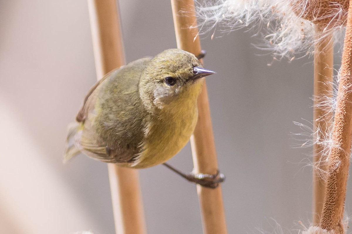 Orange-crowned Warbler (lutescens) - ML217160851