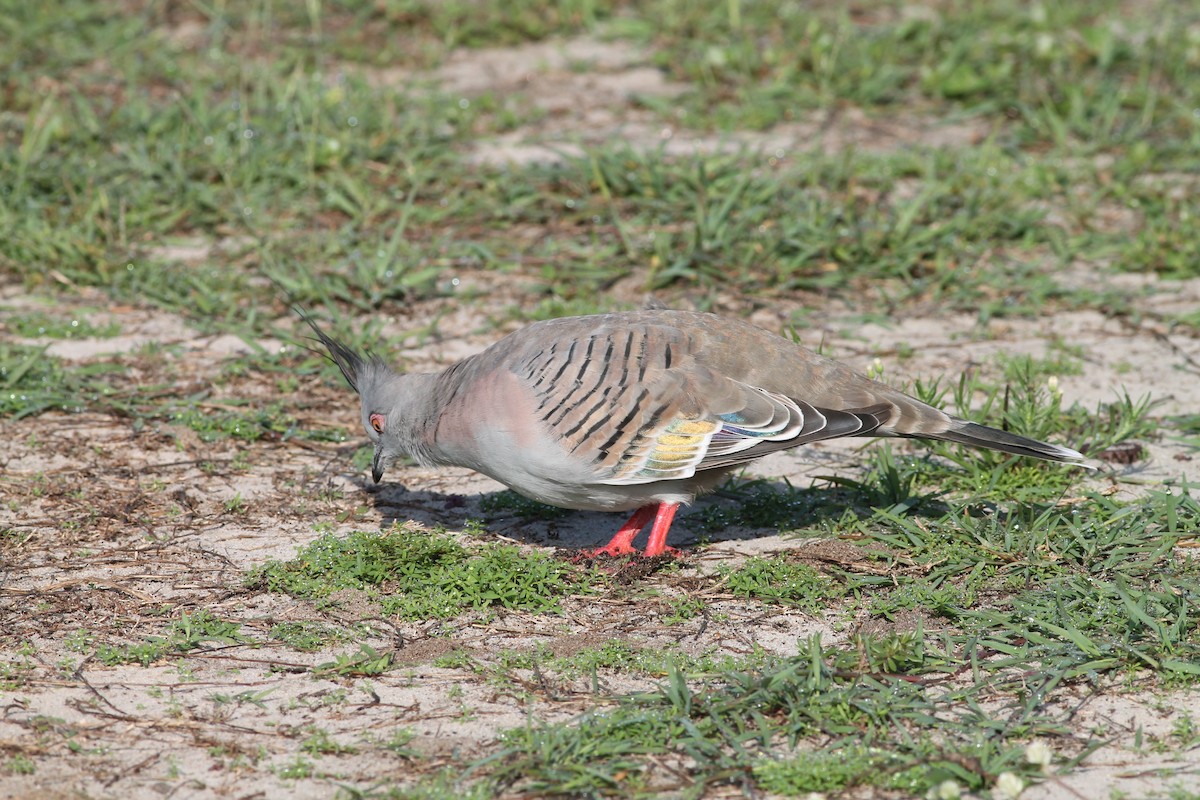 Crested Pigeon - ML217160911