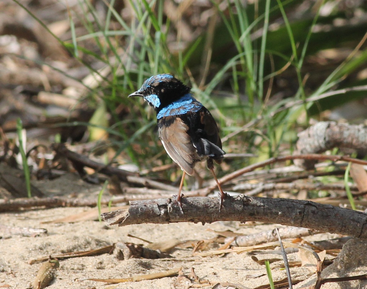 Superb Fairywren - ML217160991