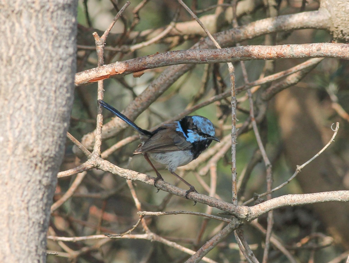 Superb Fairywren - ML217161001