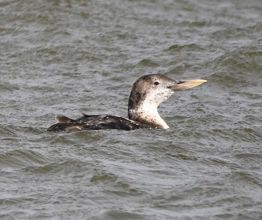 Yellow-billed Loon - ML217161021