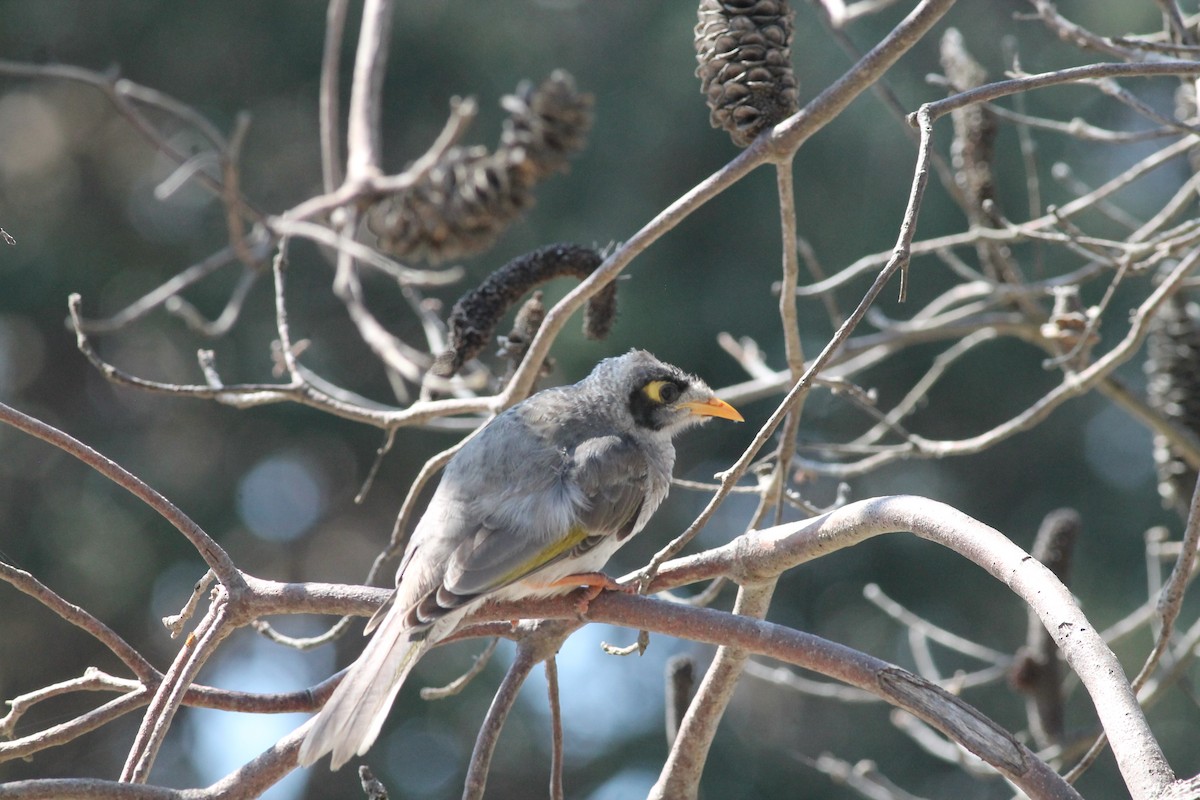 Noisy Miner - ML217161141