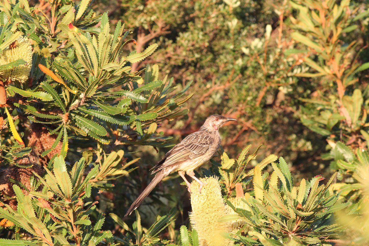Red Wattlebird - ML217161371