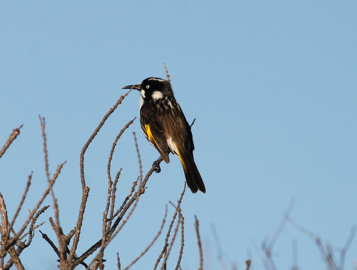 New Holland Honeyeater - ML217161391