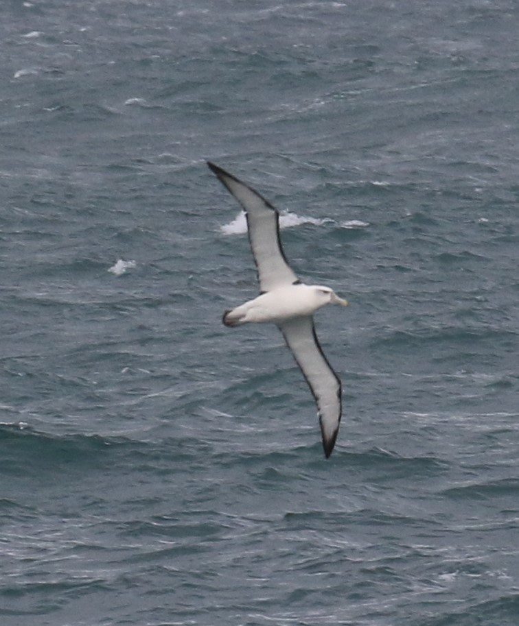 White-capped Albatross - Bradley Waggoner