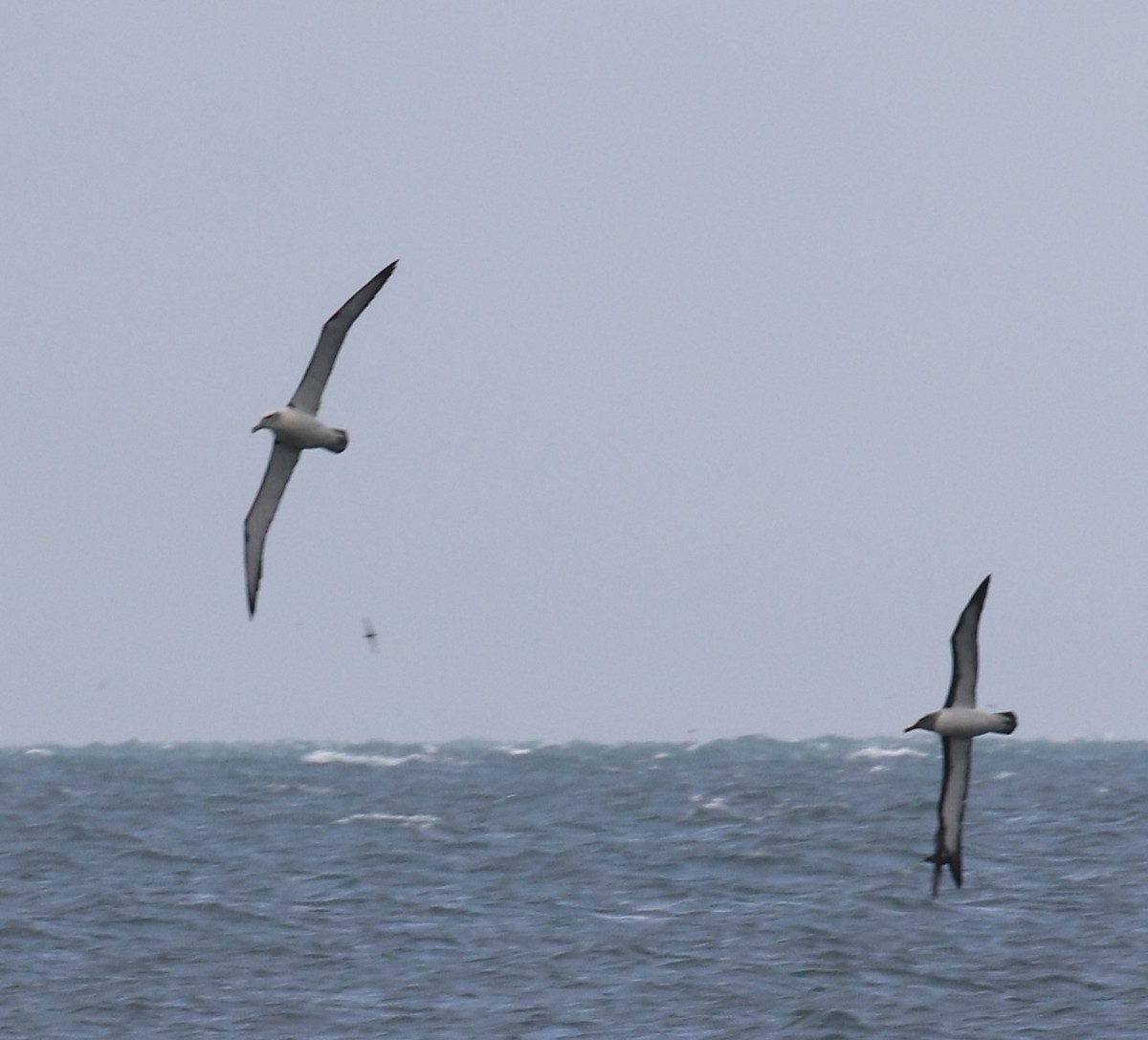 White-capped Albatross - Bradley Waggoner