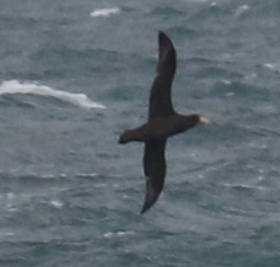 Southern Giant-Petrel - ML217161551