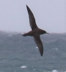 Puffin à menton blanc - ML217163151