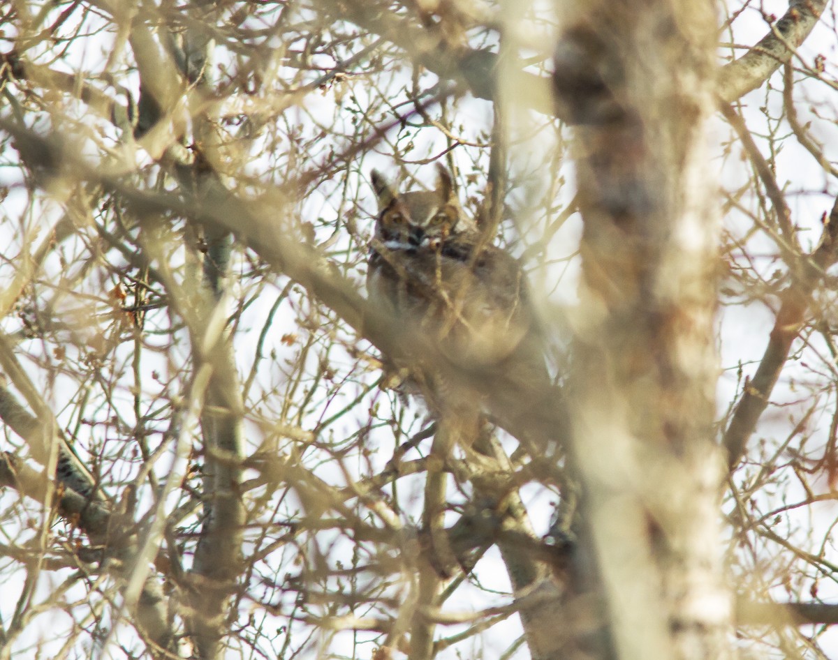 Great Horned Owl - ML217163171