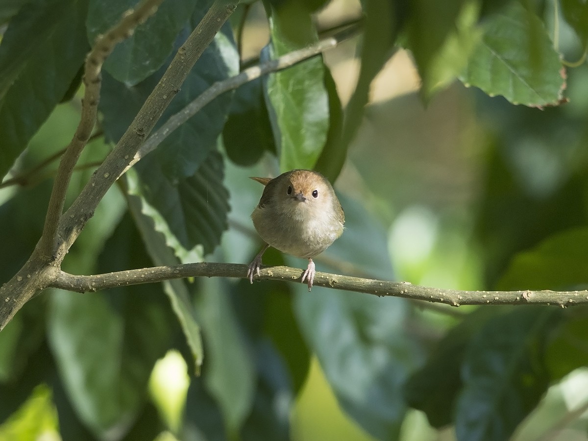 Large-billed Scrubwren - ML217163471
