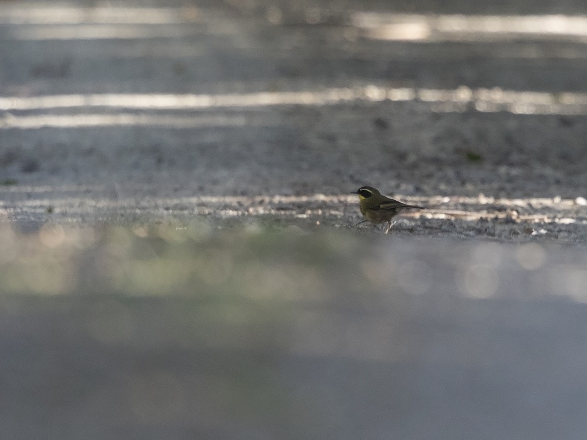 Yellow-throated Scrubwren - ML217163491