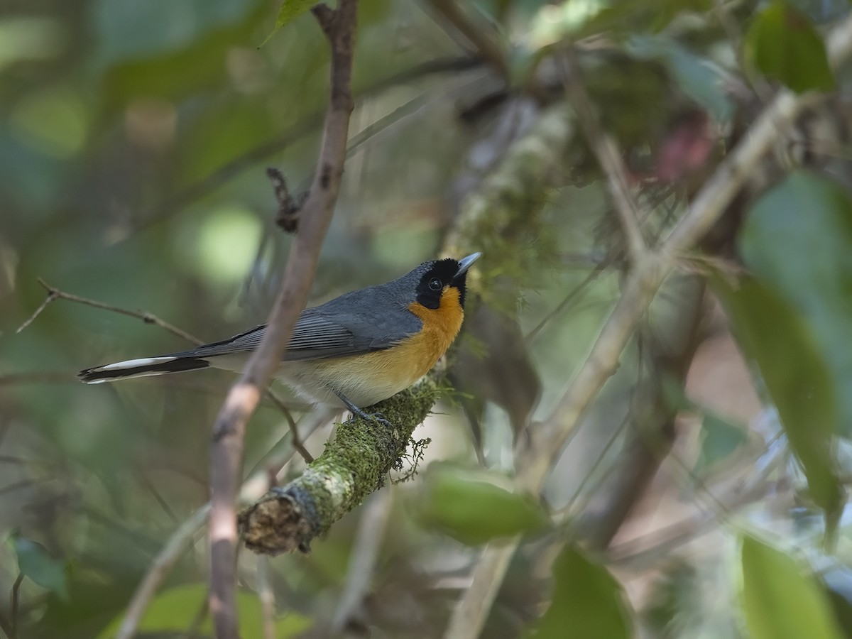 Australian Spectacled Monarch (Eastern) - ML217163511