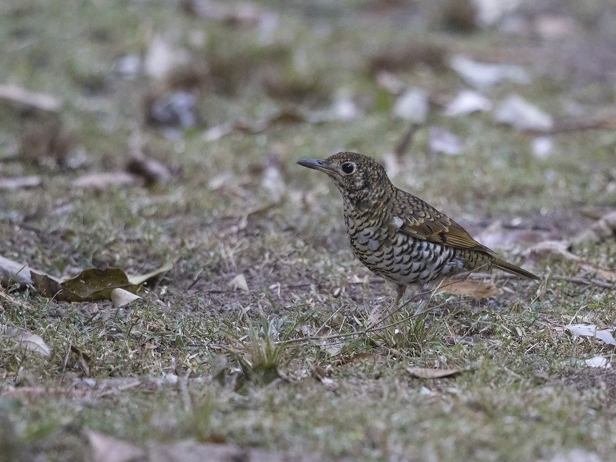 Bassian Thrush - ML217163661