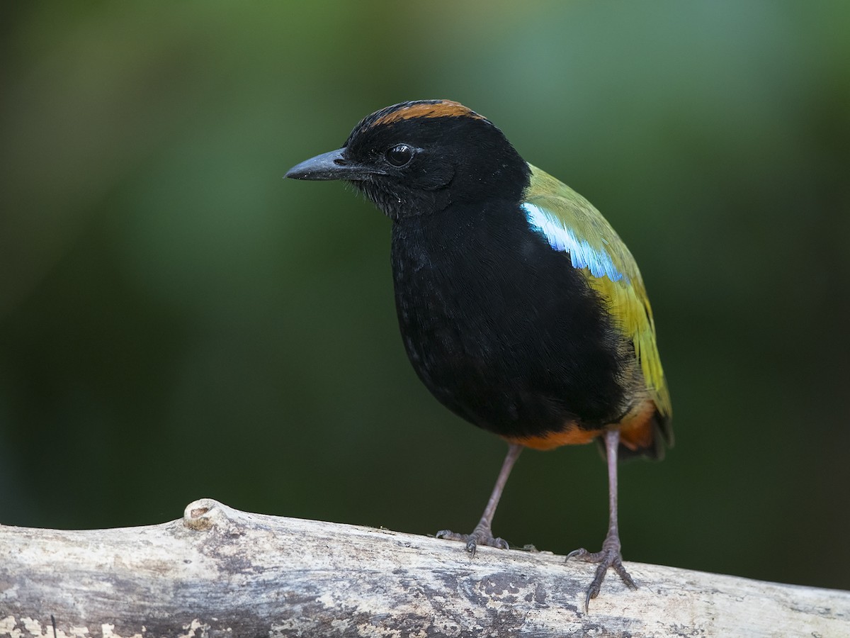 Rainbow Pitta - Niall D Perrins