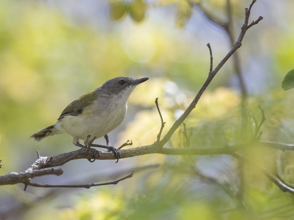 Green-backed Gerygone - Niall D Perrins