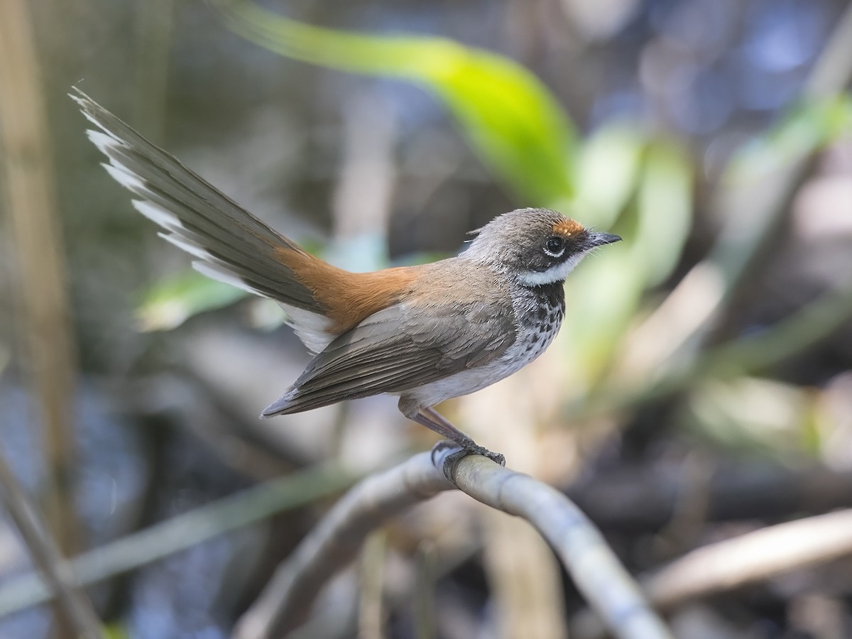 Arafura Fantail - Niall D Perrins