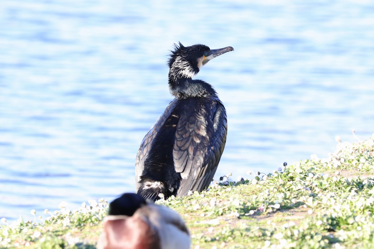 Great Cormorant - Torsten Heikaus