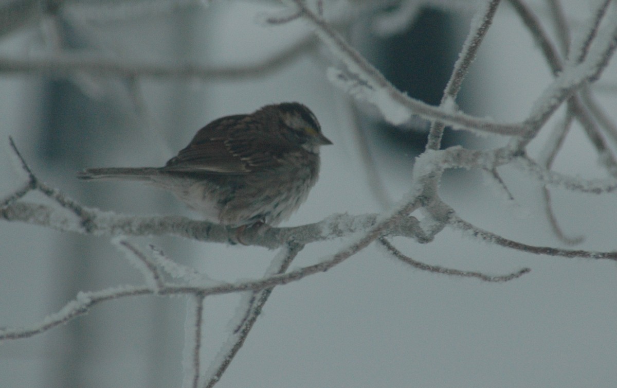 White-throated Sparrow - ML21716631