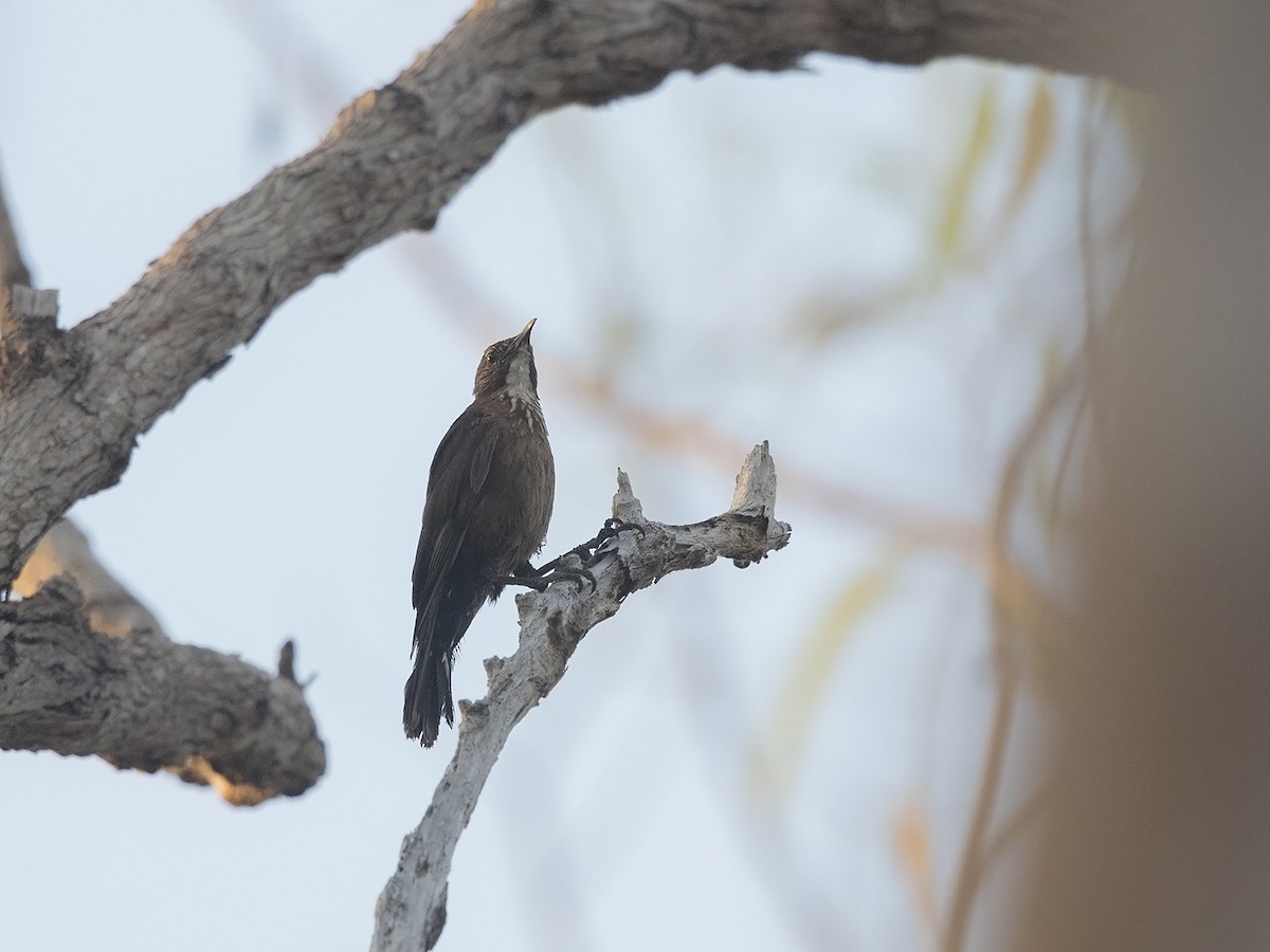 Black-tailed Treecreeper - ML217166361