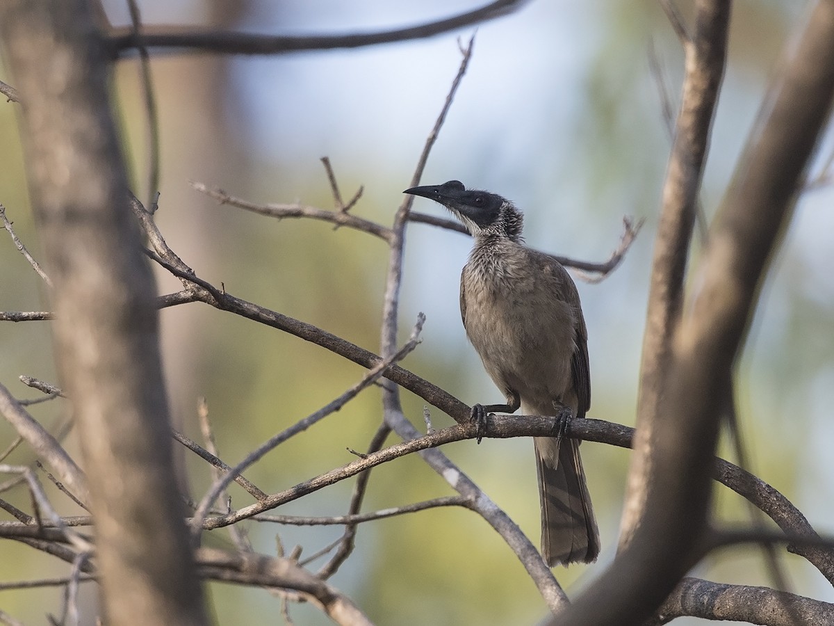 Silver-crowned Friarbird - ML217166561