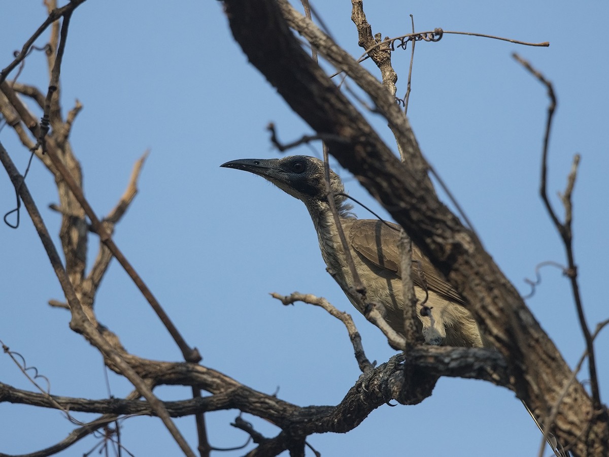 Helmeted Friarbird (Arnhem Land) - ML217166571