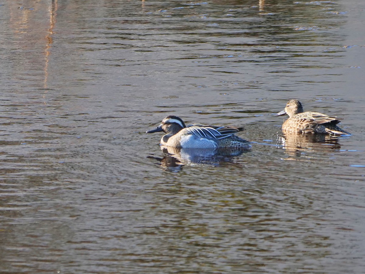 Garganey - ML217166681